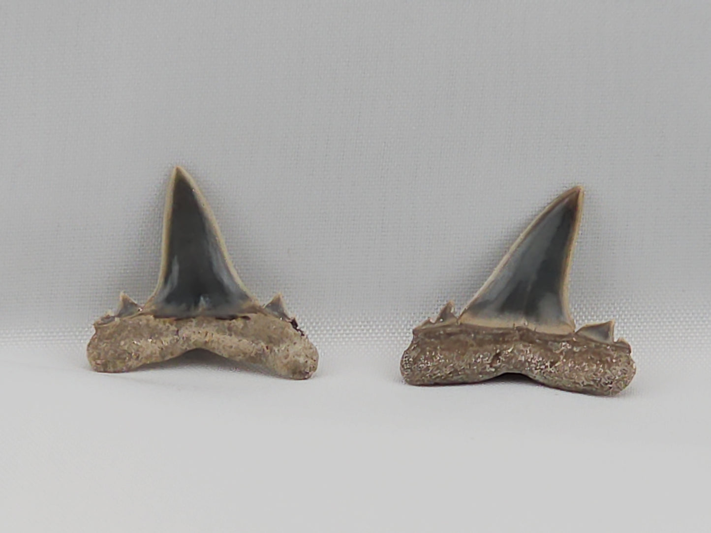 Set of Goblin Shark(Extinct) Teeth ID#25