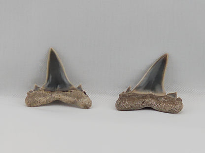Set of Goblin Shark(Extinct) Teeth ID#25