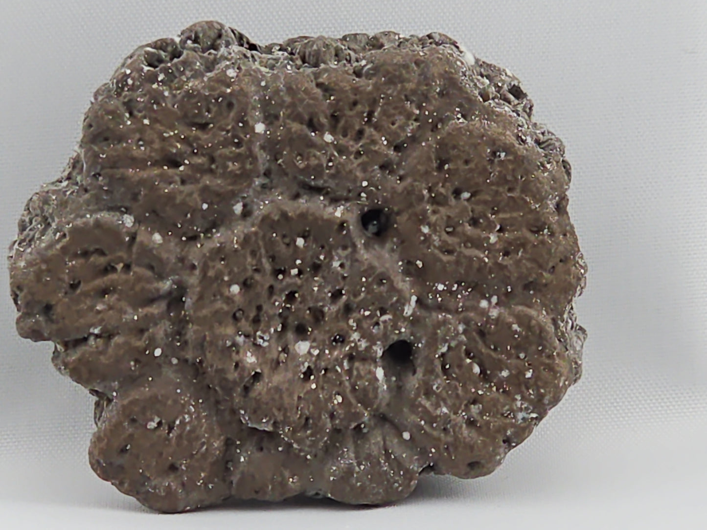 Glyptodont Scute ID#26