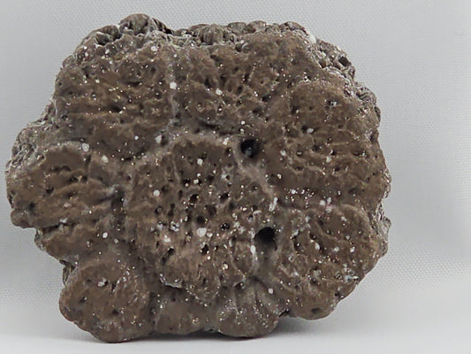 Glyptodont Scute ID#26