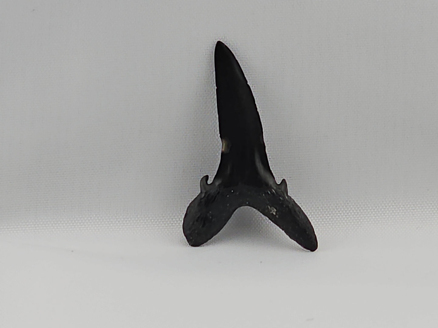 Goblin Shark(Extinct) Tooth ID#27