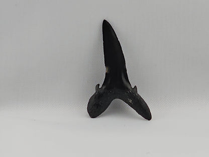 Goblin Shark(Extinct) Tooth ID#27