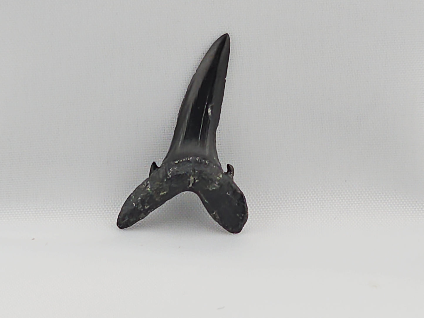 Goblin Shark(Extinct) Tooth ID#27