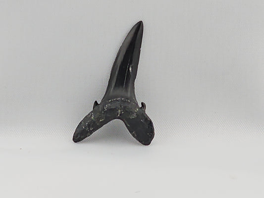 Goblin Shark(Extinct) Tooth ID#27