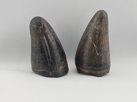Set of American Alligator Teeth ID#28