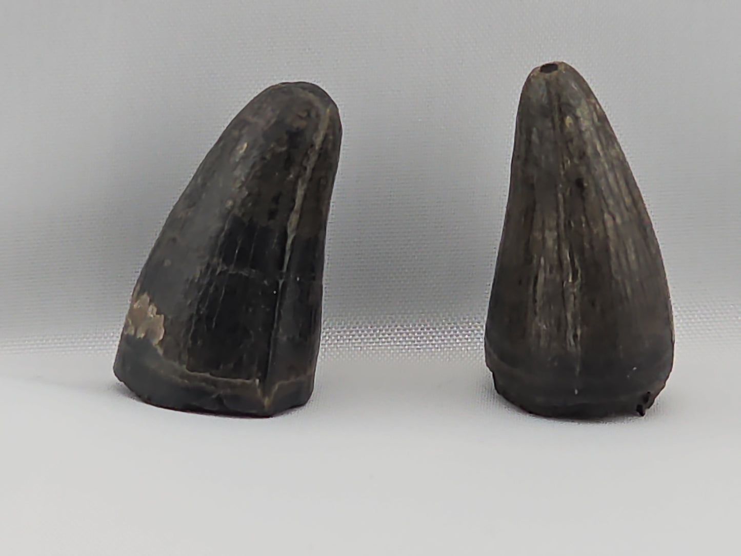 Set of American Alligator Teeth ID#28