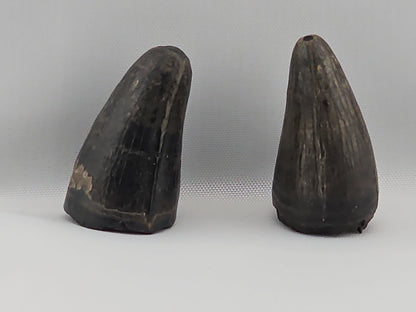 Set of American Alligator Teeth ID#28