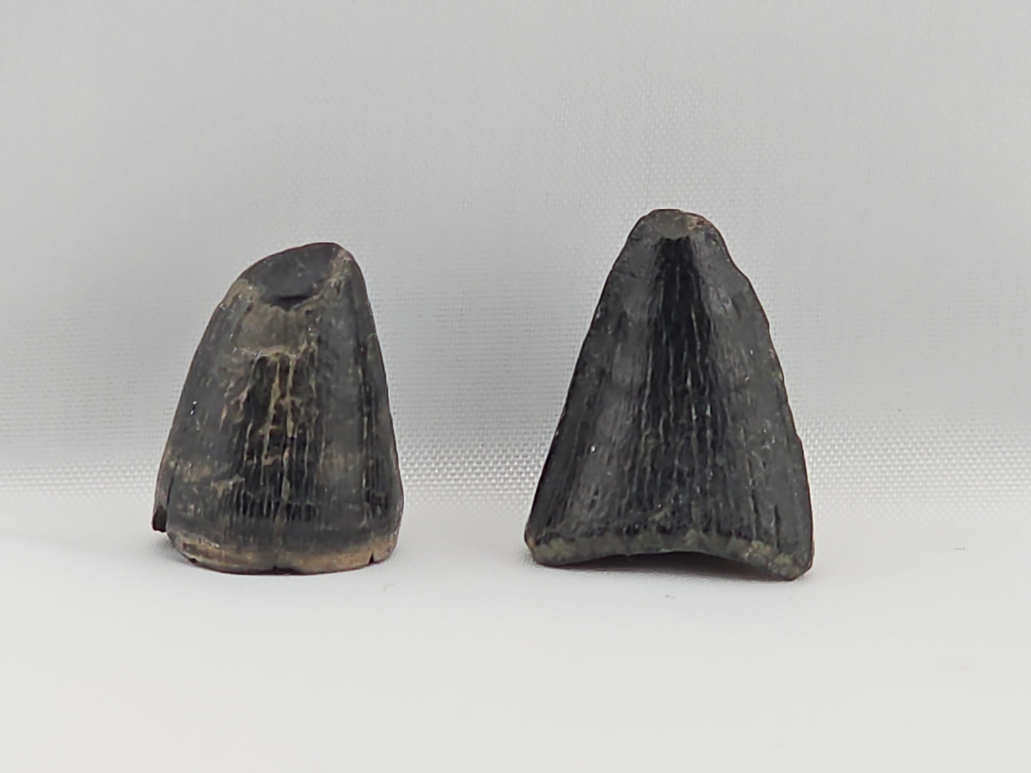 Set of Alligator and Crocodile Teeth ID#29