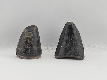 Set of Alligator and Crocodile Teeth ID#29