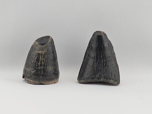 Set of Alligator and Crocodile Teeth ID#29