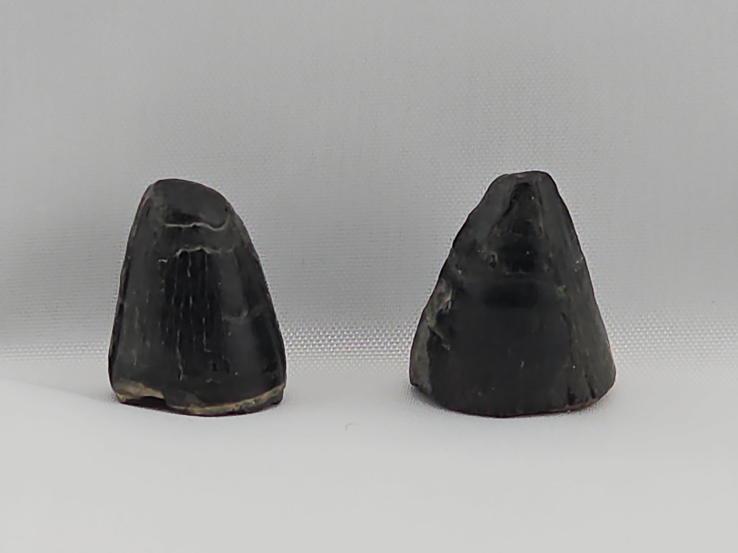 Set of Alligator and Crocodile Teeth ID#29