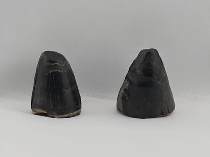 Set of Alligator and Crocodile Teeth ID#29