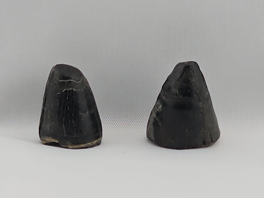 Set of Alligator and Crocodile Teeth ID#29