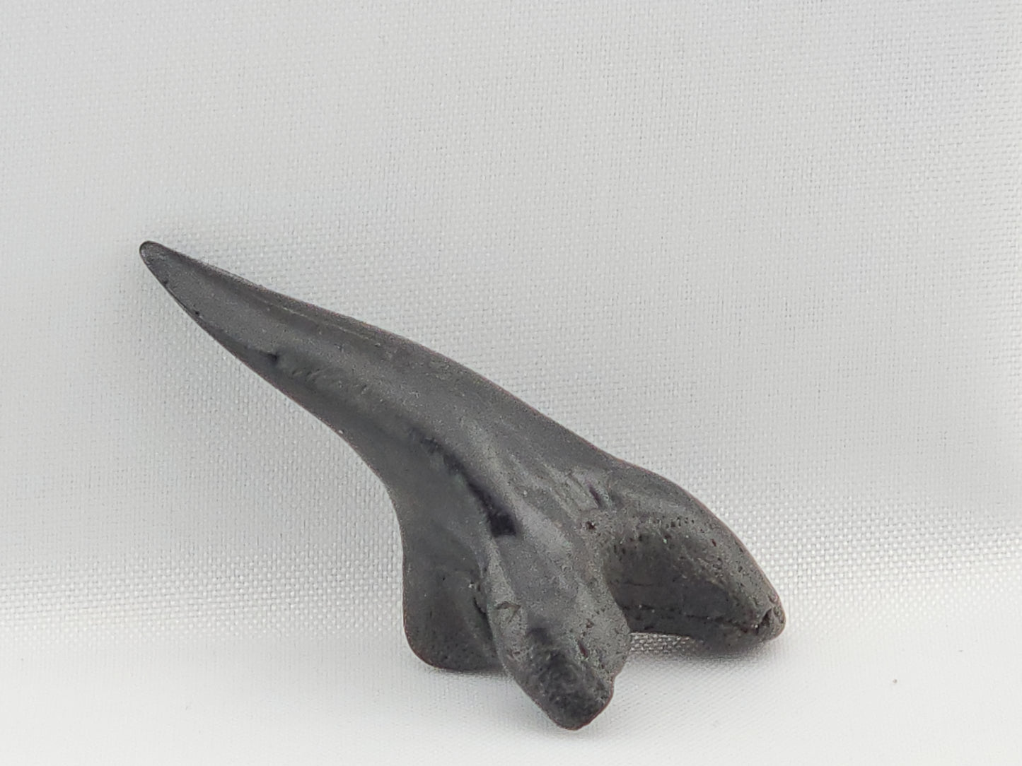 Snaggletooth Shark Bottom Front Tooth ID#2