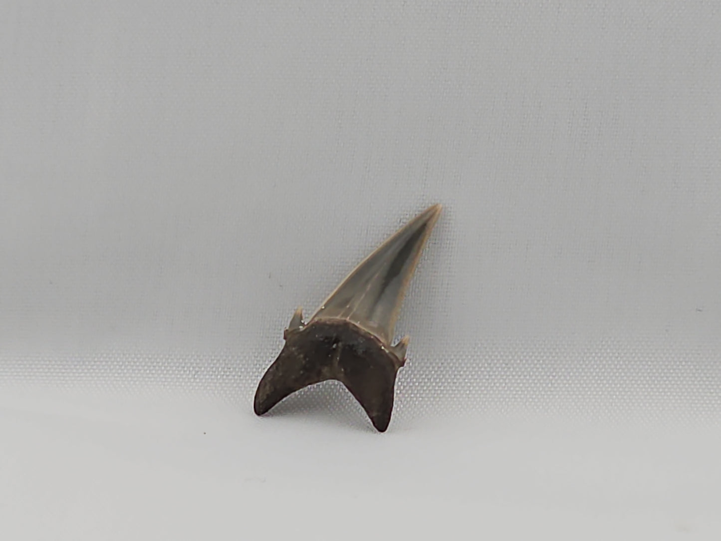 Palaeohypotodus bizzocoi Tooth ID#30
