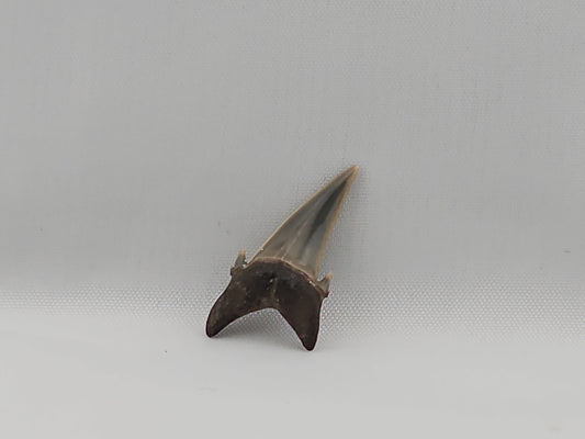 Palaeohypotodus bizzocoi Tooth ID#30