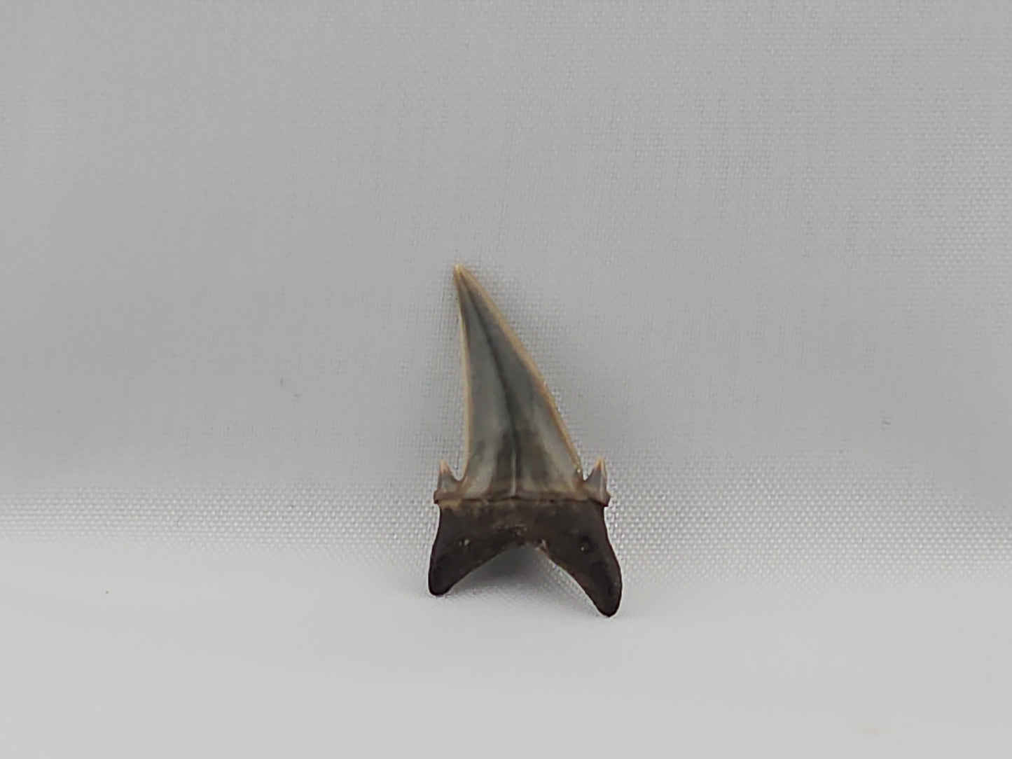 Palaeohypotodus bizzocoi Tooth ID#30