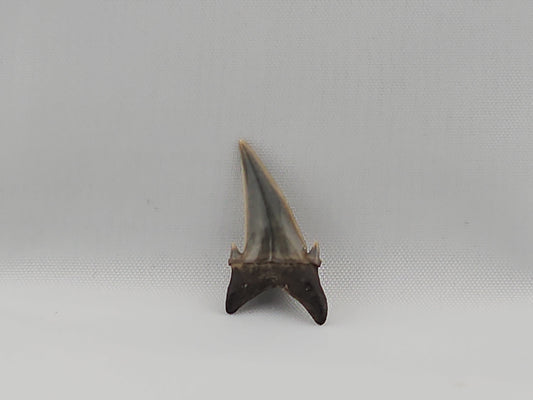 Palaeohypotodus bizzocoi Tooth ID#30