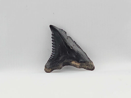 Snaggletooth Shark Top Rear Tooth ID#31
