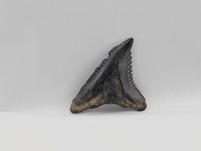 Snaggletooth Shark Top Rear Tooth ID#31