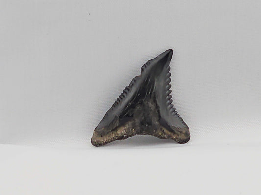 Snaggletooth Shark Top Rear Tooth ID#31