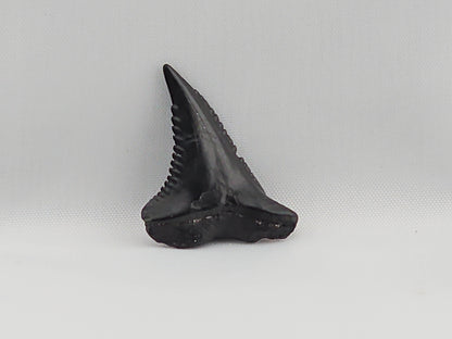 Snaggletooth Shark Top Rear Tooth ID#32