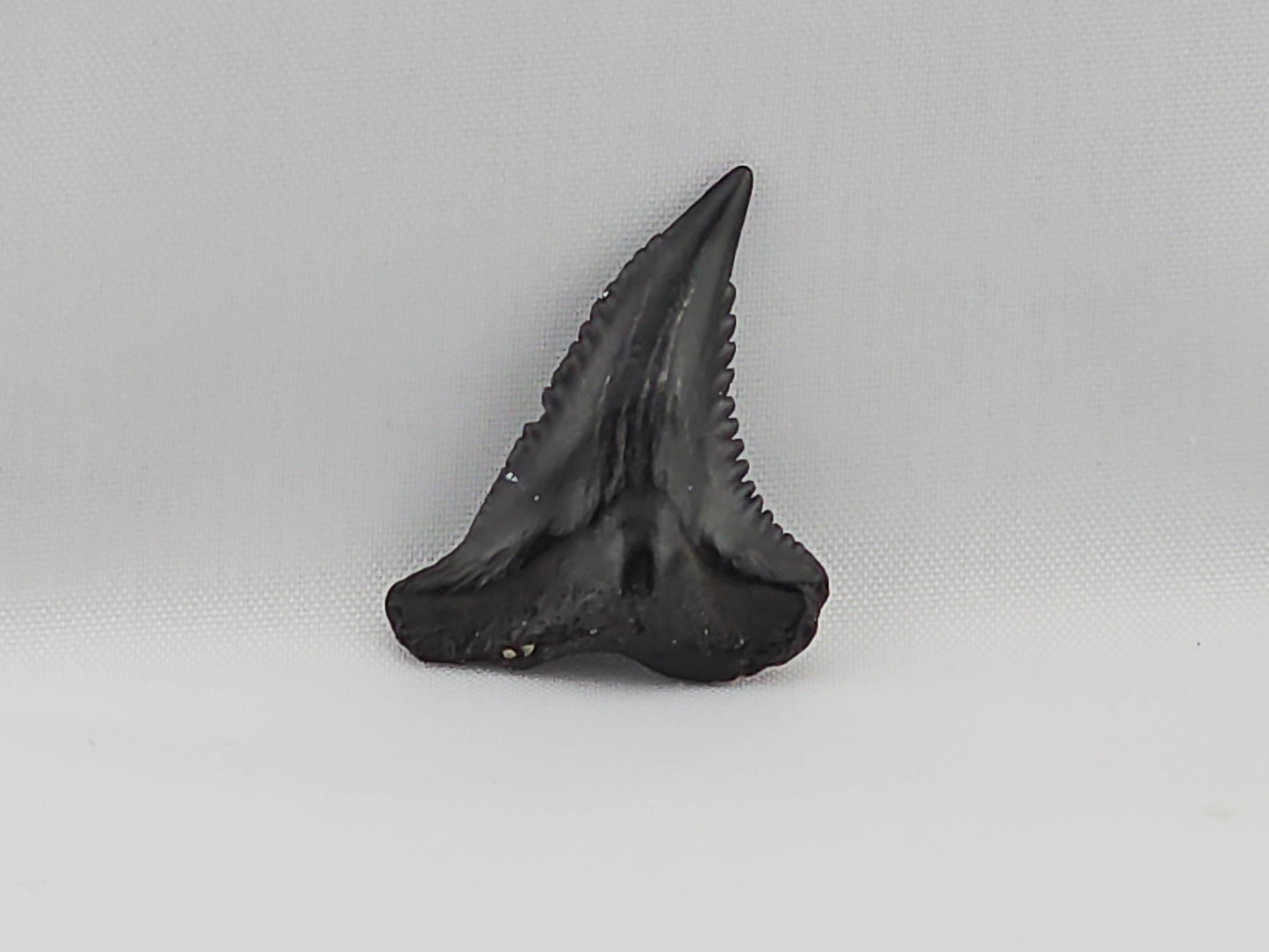 Snaggletooth Shark Top Rear Tooth ID#32