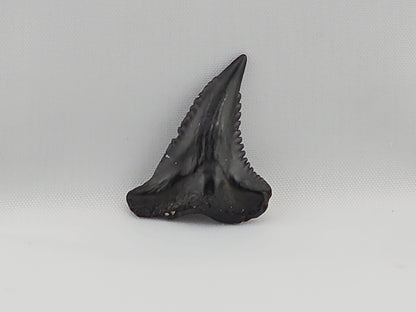 Snaggletooth Shark Top Rear Tooth ID#32