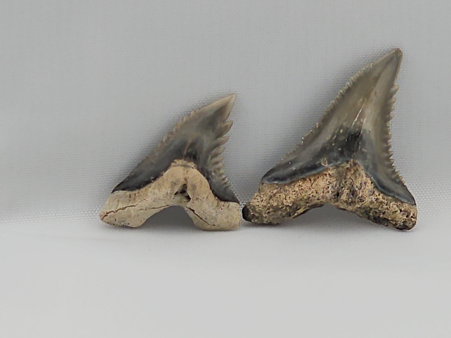 Set of Snaggletooth Shark Teeth ID#33