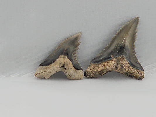 Set of Snaggletooth Shark Teeth ID#33