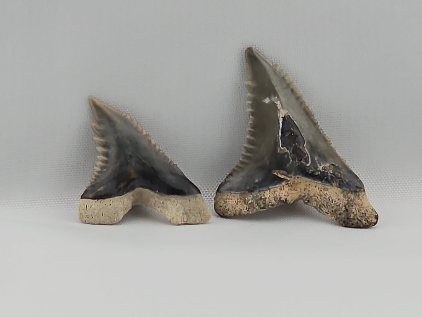 Set of Snaggletooth Shark Teeth ID#33