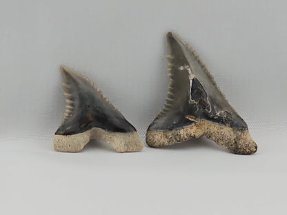 Set of Snaggletooth Shark Teeth ID#33