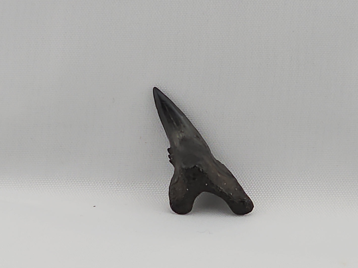 Snaggletooth Shark Bottom Front Tooth ID#34