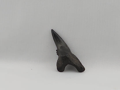 Snaggletooth Shark Bottom Front Tooth ID#34