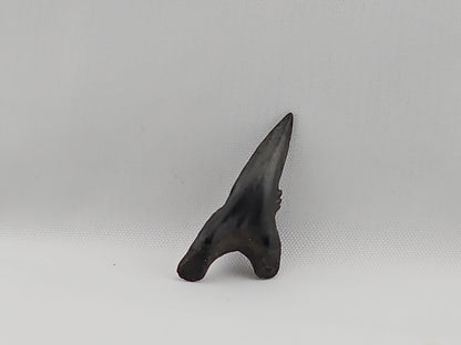 Snaggletooth Shark Bottom Front Tooth ID#34