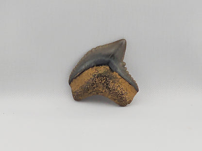 Tiger Shark(Extinct) Tooth ID#36
