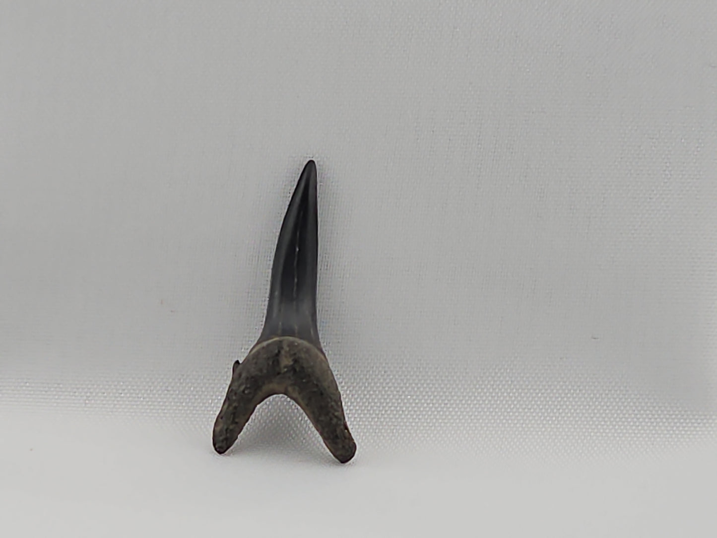 Sand Tiger Shark Tooth ID#37