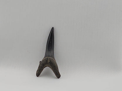 Sand Tiger Shark Tooth ID#37