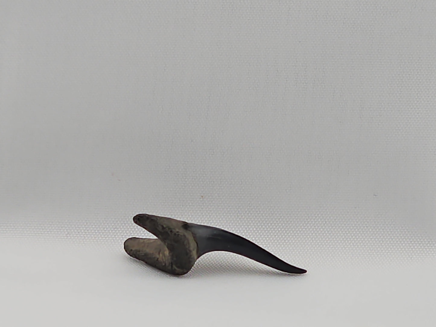 Sand Tiger Shark Tooth ID#37