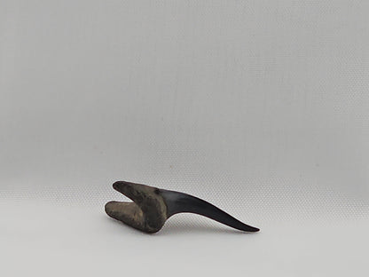 Sand Tiger Shark Tooth ID#37