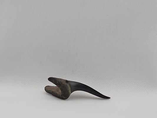 Sand Tiger Shark Tooth ID#37