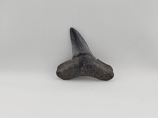 Lemon Shark Tooth ID#38