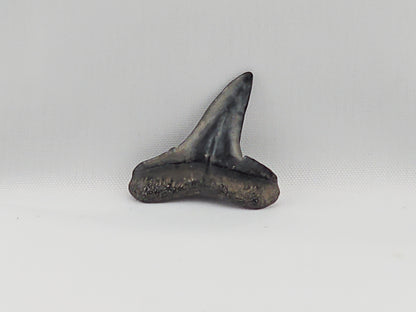 Lemon Shark Tooth ID#38