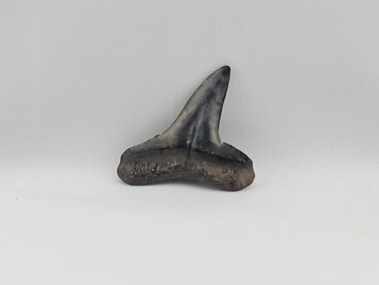 Lemon Shark Tooth ID#38
