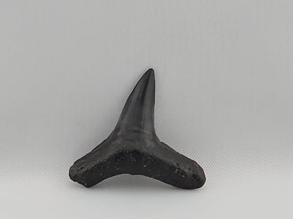 Lemon Shark Tooth ID#39