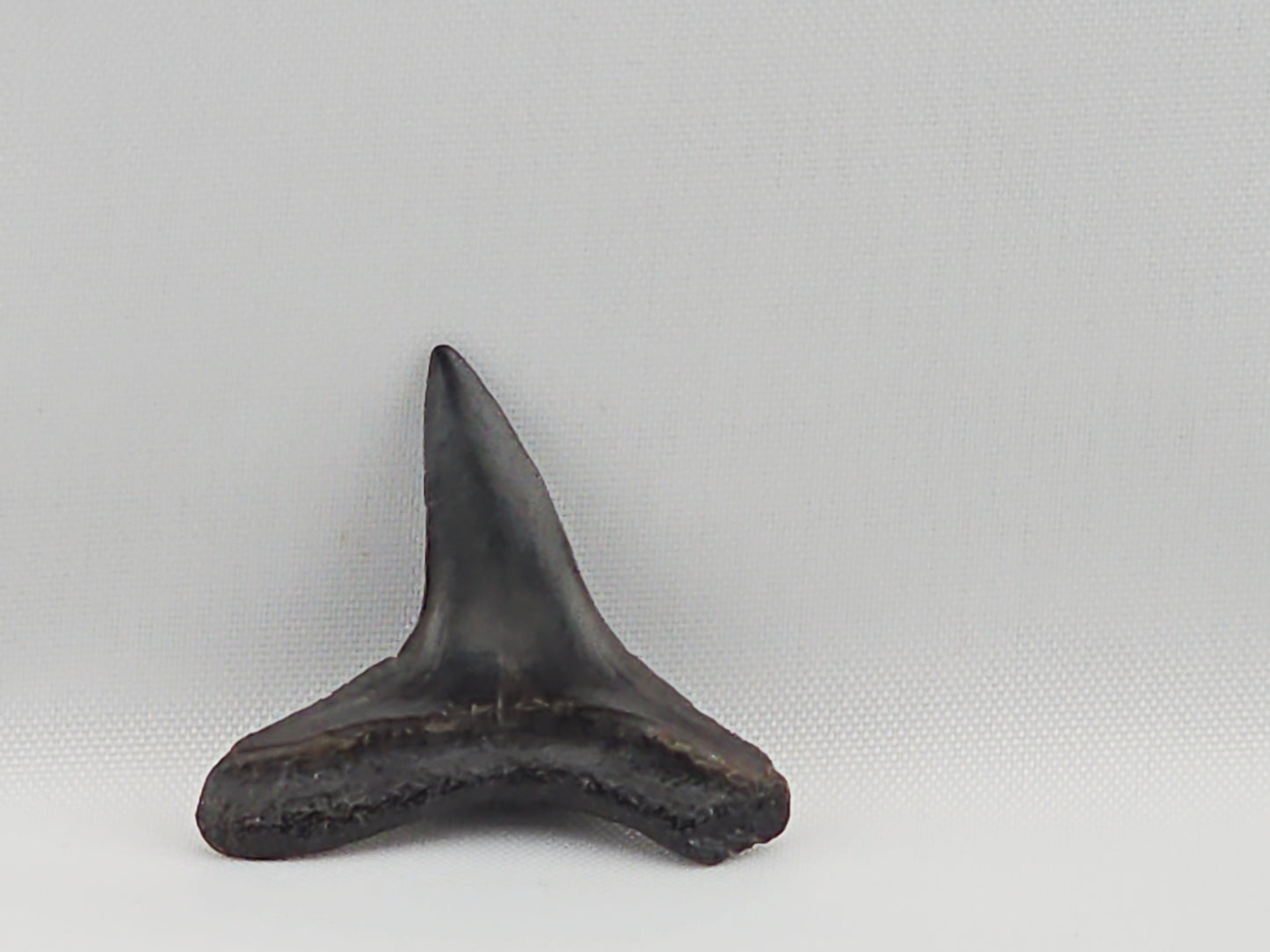 Lemon Shark Tooth ID#39