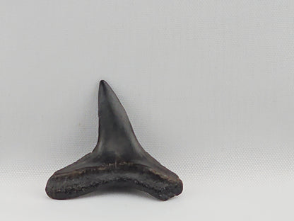 Lemon Shark Tooth ID#39