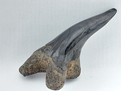 Snaggletooth Shark Bottom Front Tooth ID#3