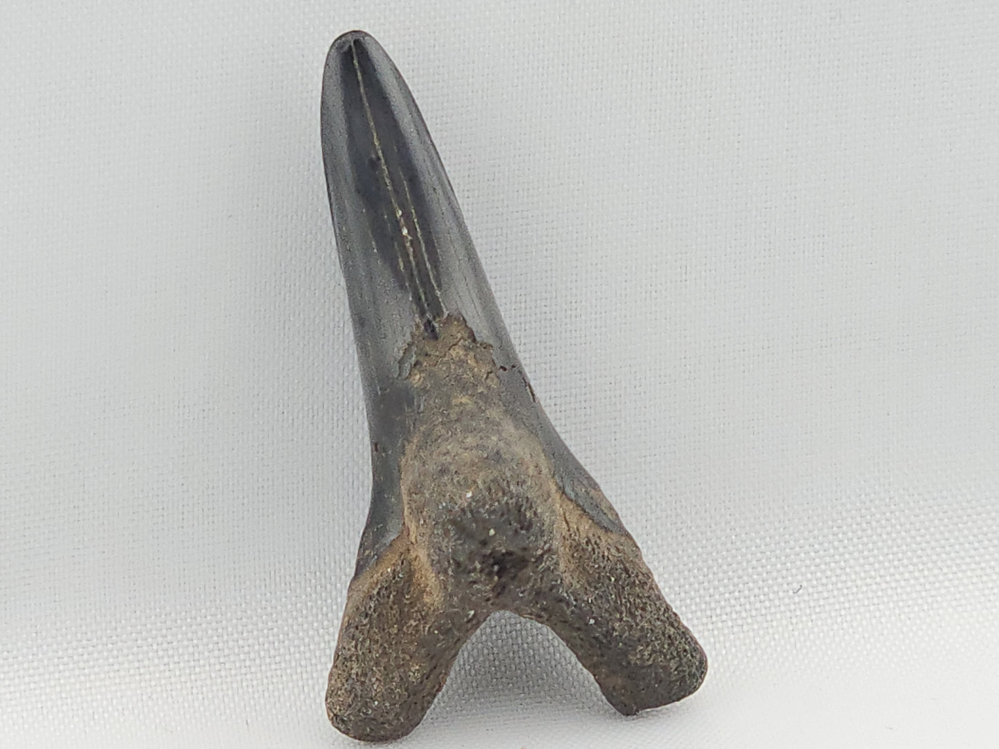 Snaggletooth Shark Bottom Front Tooth ID#3