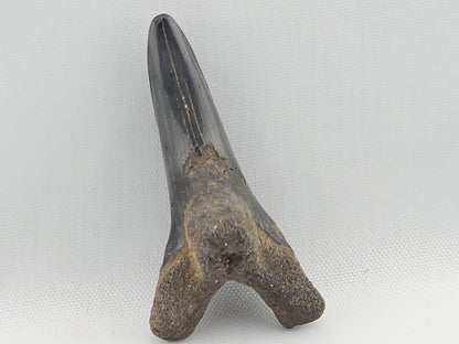 Snaggletooth Shark Bottom Front Tooth ID#3